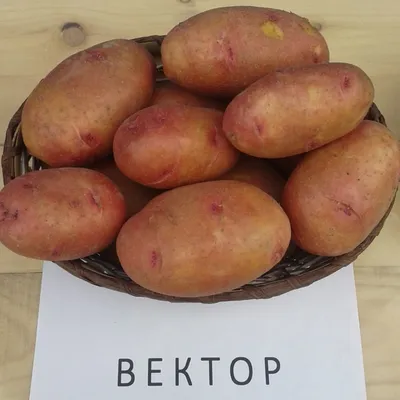 Красный картофель: в Украине вывели новые уникальные сорта - Новости  Украины и мира - Агро