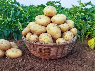Какая картошка лучше всего подходит для жарки?