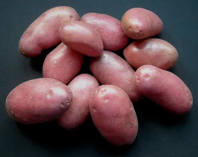 Самые популярные сорта картофеля: «звезды» сезона 2020 — Журнал  \"Картофельная Система\"