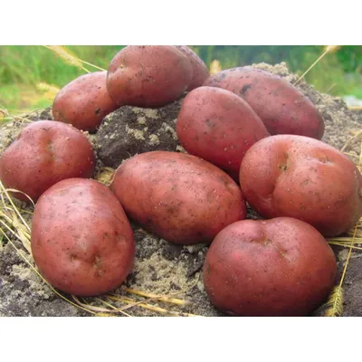 В Салехарде вырастили первые арктические сорта картофеля | «Красный Север»