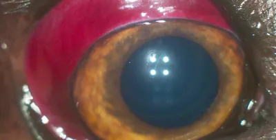Глаза макроса с разрывать красные кровеносные сосуды зрачок  предусматриванный с концом крови вверх Проблемы зрения Eye открытая ш  Стоковое Изображение - изображение насчитывающей медицинско, посмотрите:  144665195