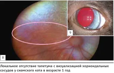 Почему у кошек глаза в темноте светятся, а у людей выглядят красными на  фотографиях? / Оффтопик / iXBT Live