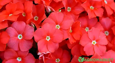 Красные цветы Эрец-Исраэль