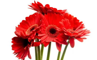 Лилии Цветы Красные - Бесплатное фото на Pixabay - Pixabay
