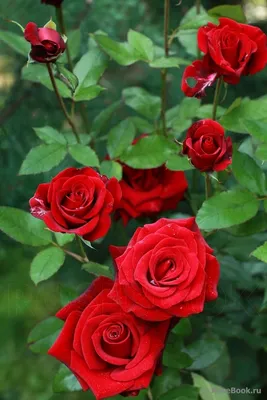 красные цветы, красный, цветы, красный клипарт png | PNGWing