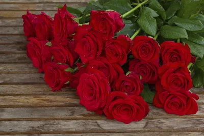 Скачать 1920x1080 розы, цветы, бутоны, красные, много, красиво обои,  картинки full hd, hdtv, fhd, 1080p