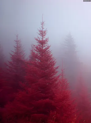 Красный лес | Red aesthetic, Nature, Beautiful nature