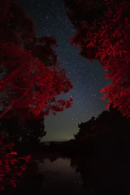 Красный туманный темный лес 4K, Motion Graphics Включая: красный и лес -  Envato Elements