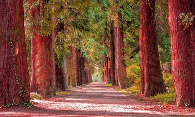 🌳 красный лес эстетично, красиво, …» — создано в Шедевруме