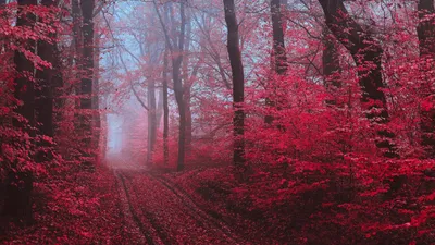 Красный лес обои - 62 фото