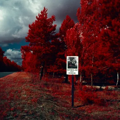 Скачать 1920x1080 дорога, лес, туман, деревья, красный обои, картинки full  hd, hdtv, fhd, 1080p