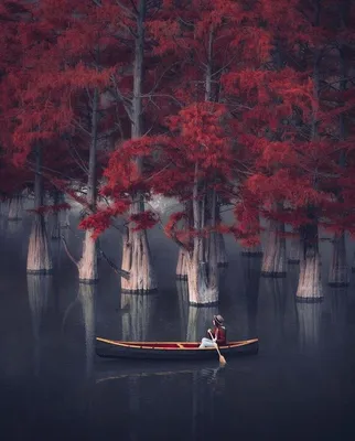 🌳 красный лес эстетично, красиво, …» — создано в Шедевруме