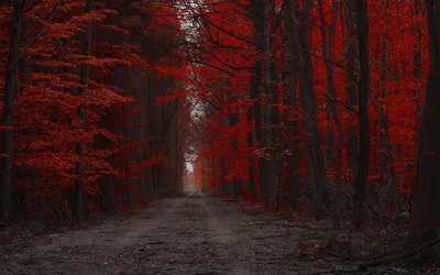 Купить картину Красный лес – Природа в Киеве, доступная цена в Украине:  фото, описание | Интернет-галерея «Print4you»