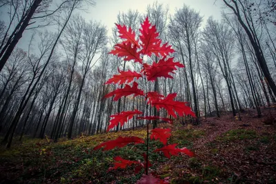 Картина Красный лес. Размеры: 80x60, Цена: 80000 рублей Художник Семернин  Сева