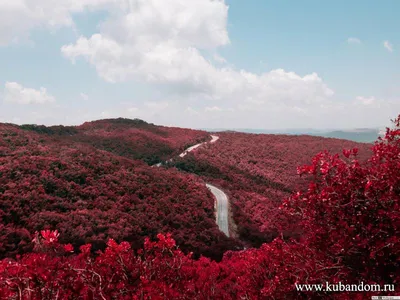 Красный лес - красивые фото