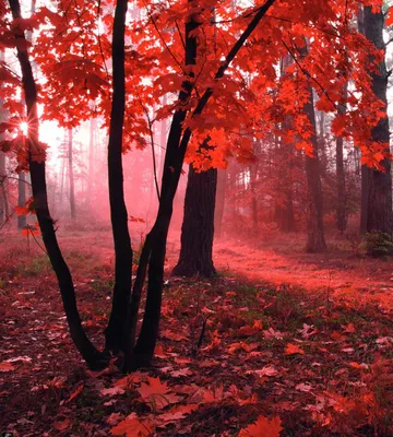 🌳 красный лес эстетично, красиво, …» — создано в Шедевруме