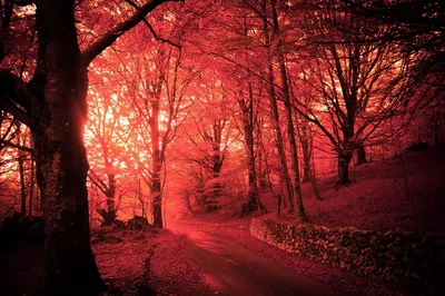 Темный красный лес - 74 фото