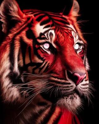 Китайский зодиак красный тигр голова и красный цветок дизайн | Премиум Фото