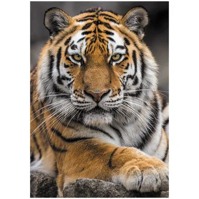 Черно красный тигр арт - 67 фото