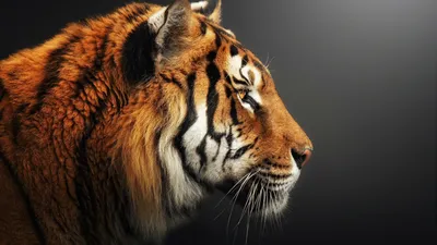 Взрослый Большой Красный Тигр Сидеть На Земле Дикой Природы И Фауны Тему  Мультфильма Животных Дизайн Плоский Вектор Иллюстрации Изолирова — стоковая  векторная графика и другие изображения на тему Тигр - iStock