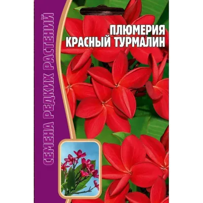 Купить семена Плюмерия (франжипани) Красный Турмалин в интернет-магазине  недорого с доставкой - Интернет-магазин «СЕМЕНА ТУТ»