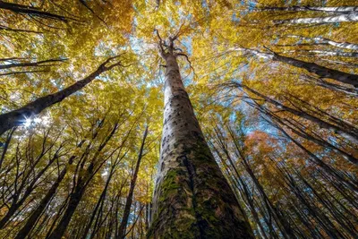 Завораживающая красота леса в фотографиях Мануэло Бечекко |