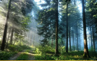Красота утреннего леса - 72 фото