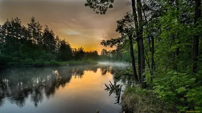 Купить картину на подрамнике «Красота Леса» 70 x 50 см - gamestil.ru