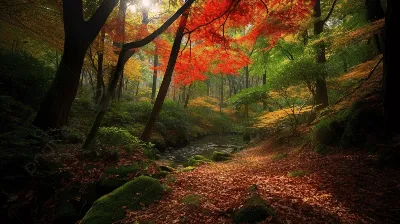 Красота русского леса - красивые фото