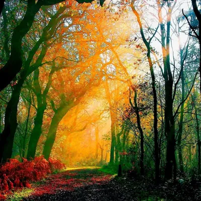 осенний лес во всех его красках, красота в лесу, Hd фотография фото, завод  фон картинки и Фото для бесплатной загрузки