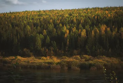 Леса России, загадка и красота природы | Лесная крепь | Дзен