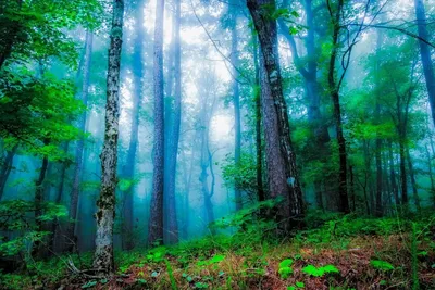 Пазл «Осенняя красота леса» из 198 элементов | Собрать онлайн пазл №267540
