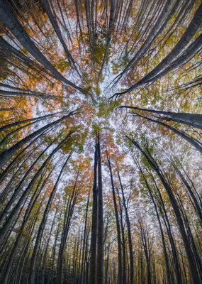 Красота леса - 61 фото