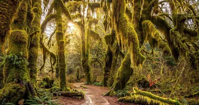 Сказочные леса планеты | Пикабу