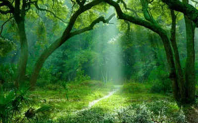 Красота лесов на снимках фотографа Мануэло Бечекко — Российское фото