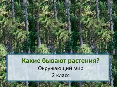 Тесты Окружающий мир. 2 класс - купить справочника и сборника задач в  интернет-магазинах, цены на Мегамаркет | 978-5-09-077250-1