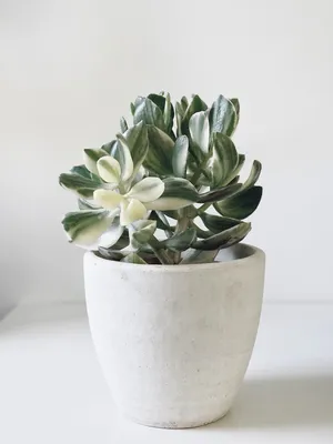 Черенок крассула нудикаули вариегатная (Crassula nudicaule variegata,  толстянка вариегатная)