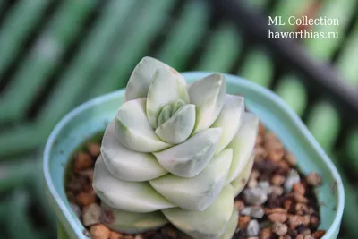 Черенок Крассула (Толстянка) продырявленная, вариегатная форма (Crassula  perforata f. variegata)