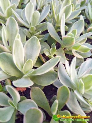 Крассула Перфората Вариегатная Crassula Perforata Variegata купить в  интернет-магазине