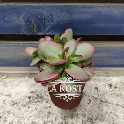 Черенок Крассула нудикаули вариегатная (Crassula nudicaule variegata,  толстянка вариегатная)