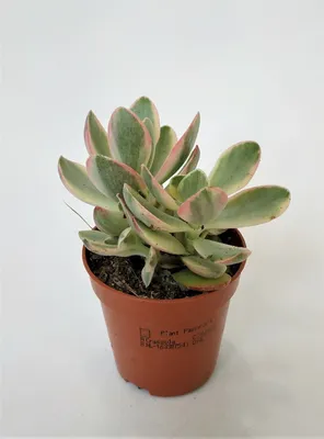 Крассула Мани Мейкер Вариегата (Crassula Money Maker Variegata)