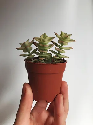 Крассула Перфората Вариегатная Crassula Perforata Variegata купить в  интернет-магазине