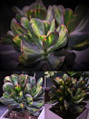 Крассула Синяя Птица Вариегатная (Crassula Blue Bird Variegated) |  Суккуленты, Флористика, Птицы