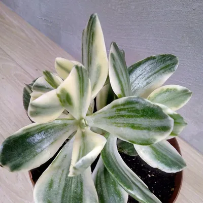 FLOWERSLAND |Беларусь on Instagram: \"Крассула ... вариегатная (Crassula ...  variegated) Комнатное растение. Суккулент. Горшок: 29 см. Высота: 50 см.  Цена: 175 бел. руб. Доставляем по Минску. Отправляем по Беларуси. Чтобы  купить -