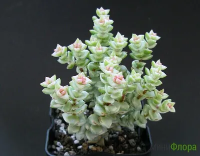 Черенок Крассула ветвистая (crassula sarmentosa f. variegata сарментоза)