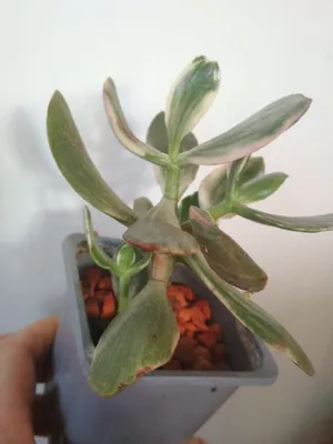 Крассула Перфората Вариегатная Crassula Perforata Variegata купить в  красивом горшке