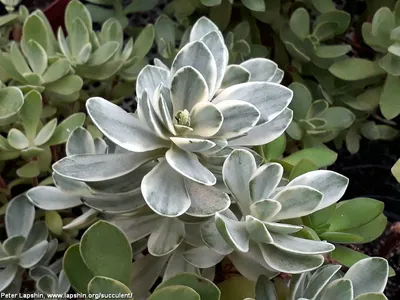 Crassula ARBORESCENS — Крассула Древовидная, 5 семян - Купить семена  Суккулентов, Кактусов и Адениумов