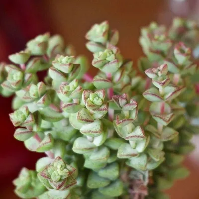 Крассула Сарментоза Crassula Sarmentosa Купить Крассулу