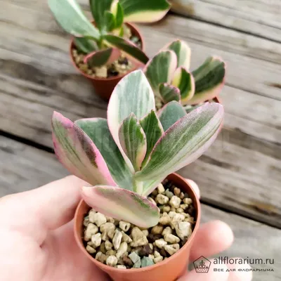 Крассула Марнириана Фентези Вариегатная (Crassula Marnieriana Fantasy  Variegated) в 2023 г | Суккуленты