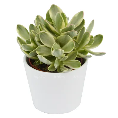 Crassula Blue bird medio variegata | Succulents